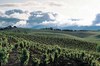 BuenaVistaFields.jpg